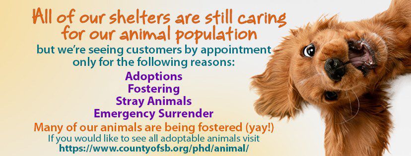 Shelter Flyer